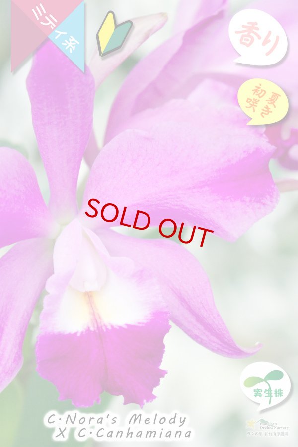 画像2: 【春〜初夏咲きミディカトレア・実生株】(C.Nora's Melody ? C.Canhamiana) '８'（交配種・実生株）カトレア（ノラズメロディー?カンハミアナ）‘８’ (2)