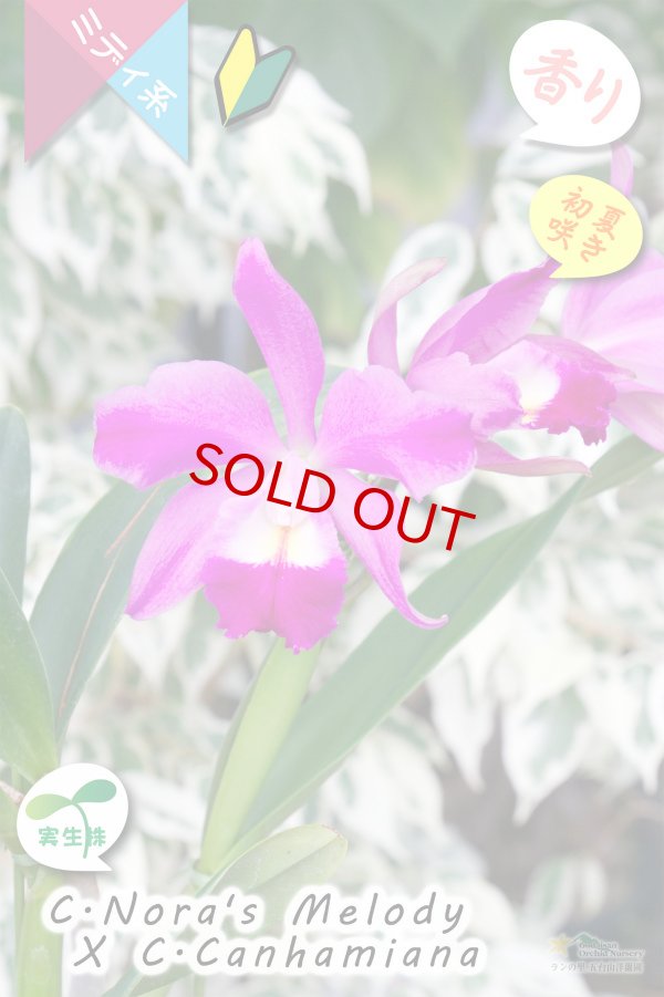 画像4: 【春〜初夏咲きミディカトレア・実生株】(C.Nora's Melody ? C.Canhamiana) '８'（交配種・実生株）カトレア（ノラズメロディー?カンハミアナ）‘８’ (4)