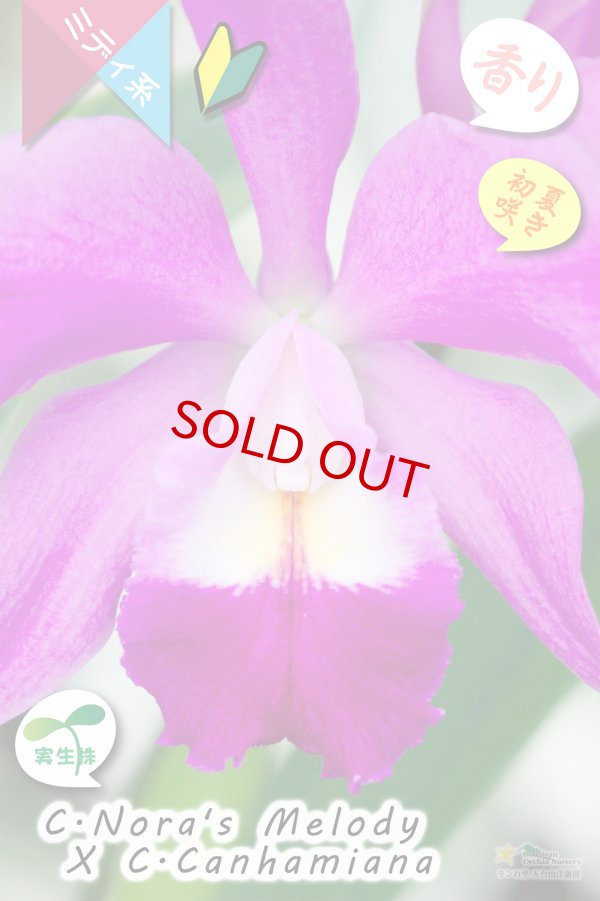 画像3: 【春〜初夏咲きミディカトレア・実生株】(C.Nora's Melody ? C.Canhamiana) '８'（交配種・実生株）カトレア（ノラズメロディー?カンハミアナ）‘８’ (3)