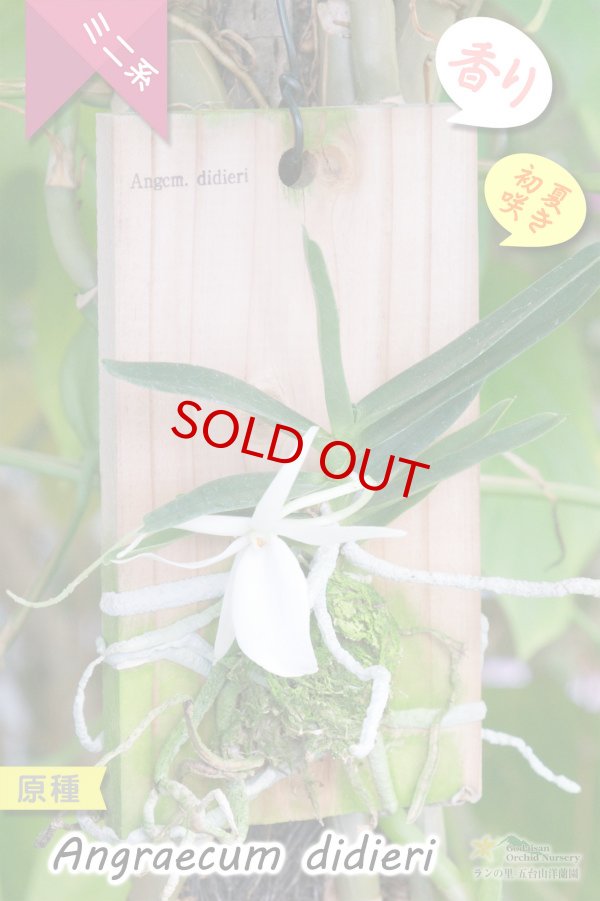 画像7: 【夕方から香るマダガスカルのミニ洋蘭】Angraecum didieri (原種)アングレカム ディディエリ (7)