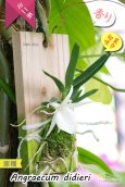 画像6: 【夕方から香るマダガスカルのミニ洋蘭】Angraecum didieri （原種）アングレカム ディディエリ (6)