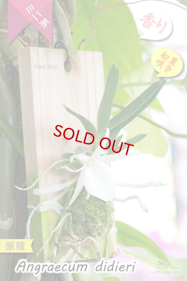 画像6: 【夕方から香るマダガスカルのミニ洋蘭】Angraecum didieri (原種)アングレカム ディディエリ (6)