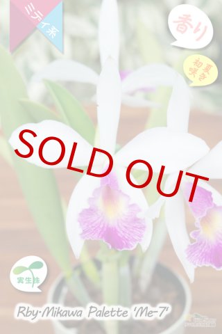 初夏咲きカトレア原種・実生株現品】C.purpurata var.carnea 'HR16891