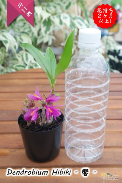 画像1: 【花持ち脅威の3ヶ月!これホント!】Den.Hibiki - 響 - (交配種)デンドロビウム ヒビキ