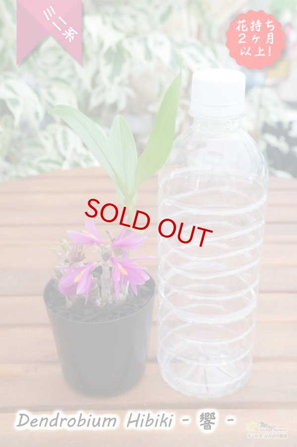 画像6: 【花持ち脅威の３ヶ月！これホント！】Den.Hibiki - 響 -　（交配種）デンドロビウム　ヒビキ (6)