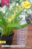 画像3: 【稲穂っぽい蕾からオンシの花を咲かせる初夏咲きミニ系オンシ】Oncidium chrysomorphum（原種） オンシジューム　クリソモルフム (3)