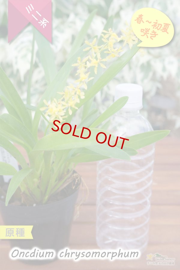 画像3: 【稲穂っぽい蕾からオンシの花を咲かせる初夏咲きミニ系オンシ】Oncidium chrysomorphum(原種) オンシジューム クリソモルフム (3)