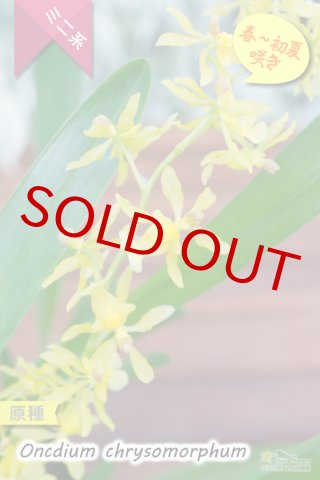 専用商品】 洋蘭 オンシジューム オブリザタム 5.5寸3鉢 鉢花