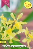 画像2: 【稲穂っぽい蕾からオンシの花を咲かせる初夏咲きミニ系オンシ】Oncidium chrysomorphum（原種） オンシジューム　クリソモルフム (2)
