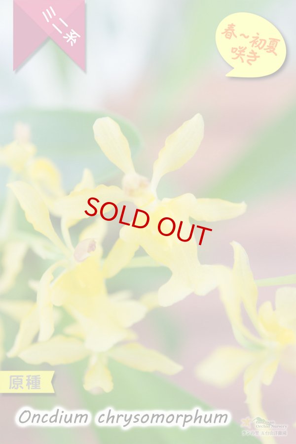 画像2: 【稲穂っぽい蕾からオンシの花を咲かせる初夏咲きミニ系オンシ】Oncidium chrysomorphum(原種) オンシジューム クリソモルフム (2)