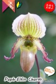 画像1: 【１リン１リン順番に咲き続けるパフィオ交配種】Paph.Elfin Charm（交配種・実生）パフィオペディラム　エルフィンチャーム (1)