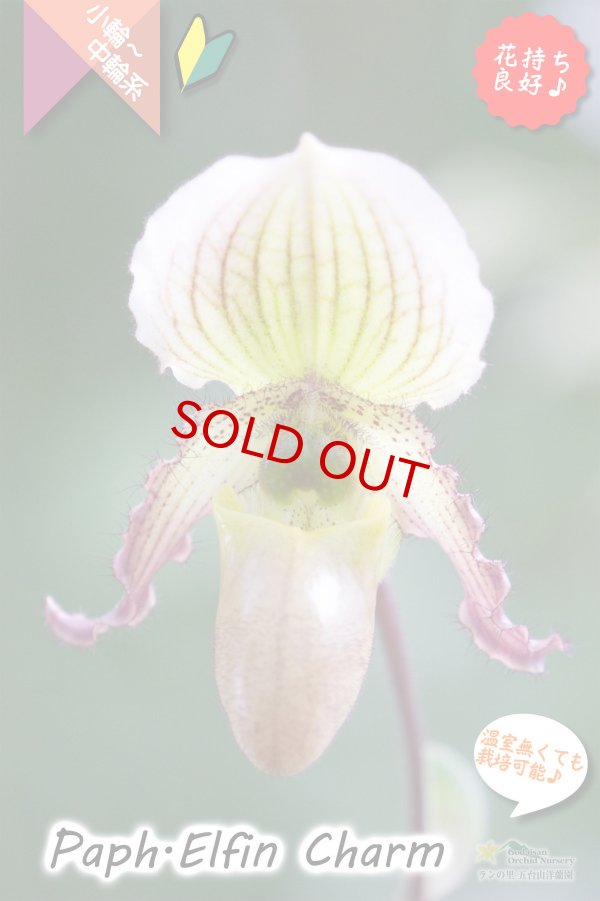 画像1: 【１リン１リン順番に咲き続けるパフィオ交配種】Paph.Elfin Charm（交配種・実生）パフィオペディラム　エルフィンチャーム (1)
