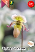 画像2: 【１リン１リン順番に咲き続けるパフィオ交配種】Paph.Elfin Charm（交配種・実生）パフィオペディラム　エルフィンチャーム (2)