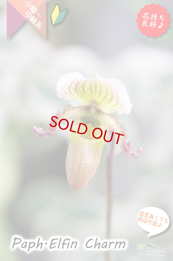 画像2: 【１リン１リン順番に咲き続けるパフィオ交配種】Paph.Elfin Charm（交配種・実生）パフィオペディラム　エルフィンチャーム (2)
