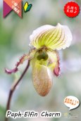 画像4: 【１リン１リン順番に咲き続けるパフィオ交配種】Paph.Elfin Charm（交配種・実生）パフィオペディラム　エルフィンチャーム (4)