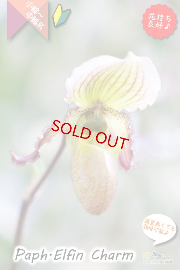 画像4: 【１リン１リン順番に咲き続けるパフィオ交配種】Paph.Elfin Charm（交配種・実生）パフィオペディラム　エルフィンチャーム (4)