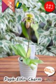 画像5: 【１リン１リン順番に咲き続けるパフィオ交配種】Paph.Elfin Charm（交配種・実生）パフィオペディラム　エルフィンチャーム (5)