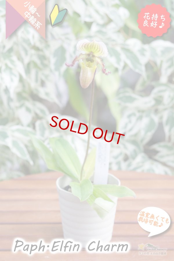 画像5: 【１リン１リン順番に咲き続けるパフィオ交配種】Paph.Elfin Charm（交配種・実生）パフィオペディラム　エルフィンチャーム (5)