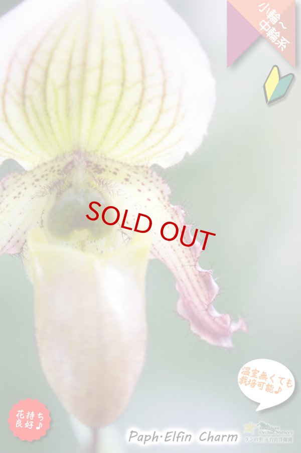 画像3: 【１リン１リン順番に咲き続けるパフィオ交配種】Paph.Elfin Charm（交配種・実生）パフィオペディラム　エルフィンチャーム (3)