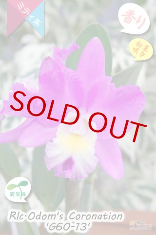 洋蘭専門店 ランの里 五台山洋蘭園「初夏咲きカトレア」特集