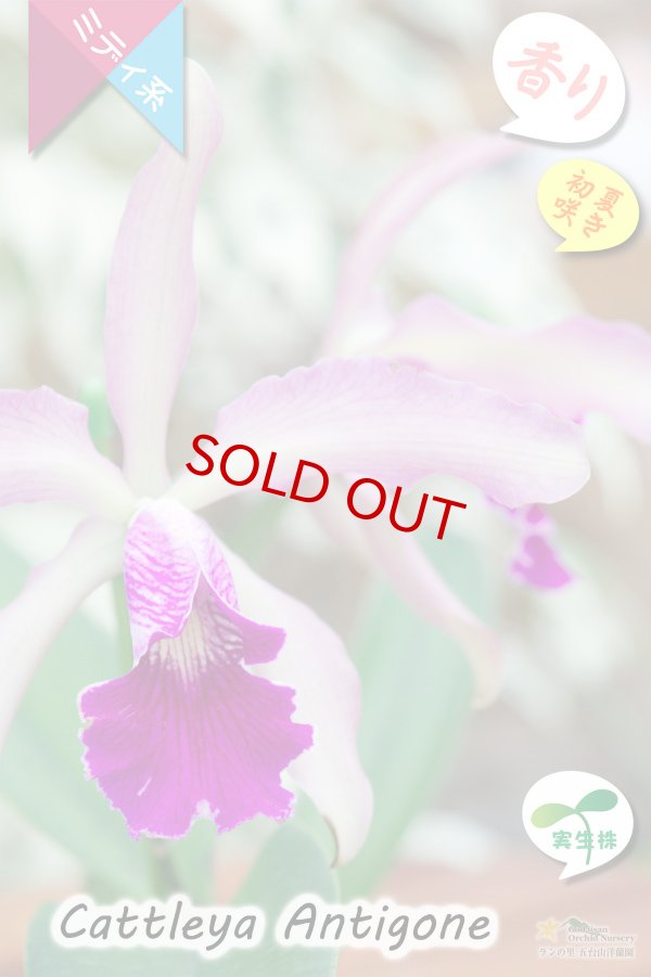 画像3: 【初夏咲きミディカトレア・実生株】C.Antigone（交配種・実生株）カトレア　アンティゴネー (3)