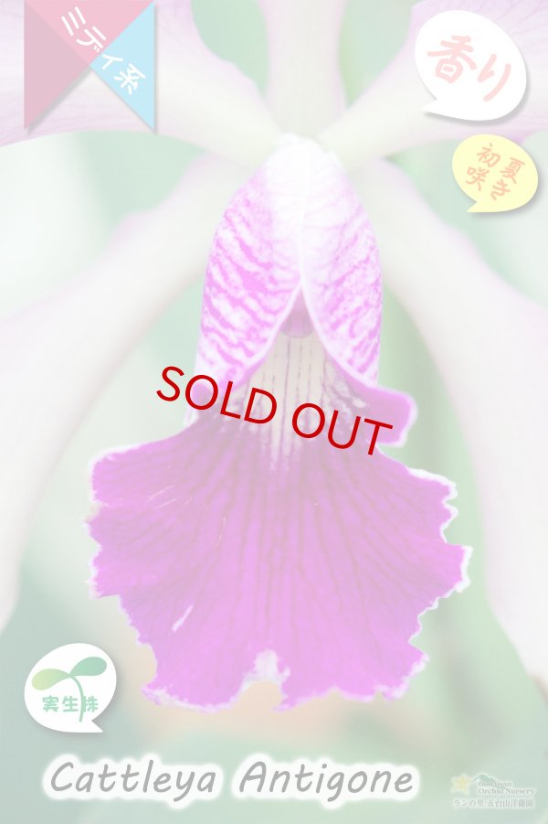 画像4: 【初夏咲きミディカトレア・実生株】C.Antigone（交配種・実生株）カトレア　アンティゴネー (4)