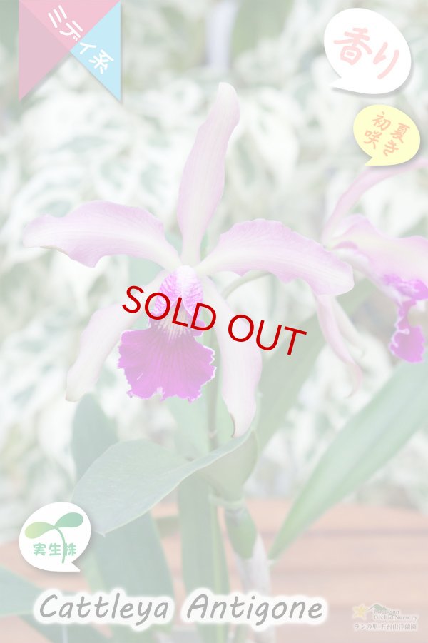 画像2: 【初夏咲きミディカトレア・実生株】C.Antigone（交配種・実生株）カトレア　アンティゴネー (2)