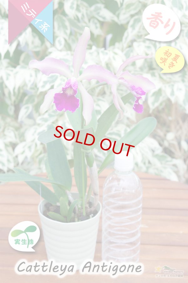 画像6: 【初夏咲きミディカトレア・実生株】C.Antigone（交配種・実生株）カトレア　アンティゴネー (6)