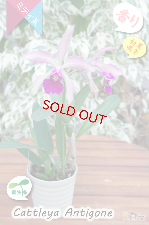 画像5: 【初夏咲きミディカトレア・実生株】C.Antigone（交配種・実生株）カトレア　アンティゴネー (5)