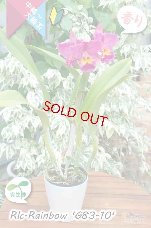 画像5: 【トロピカルな雰囲気を持った夏〜冬咲きカトレア】Rlc.Rainbow’G83-10'(交配種・実生株)カトレア類 レインボー ’G83-10' (5)