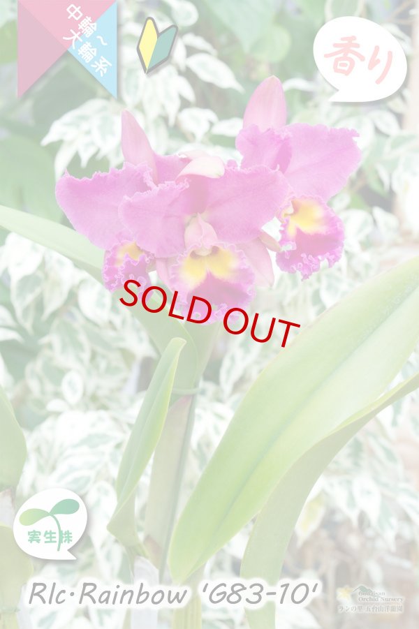 画像4: 【トロピカルな雰囲気を持った夏〜冬咲きカトレア】Rlc.Rainbow’G83-10'(交配種・実生株)カトレア類 レインボー ’G83-10' (4)