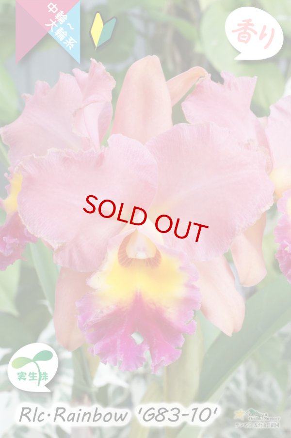 画像7: 【トロピカルな雰囲気を持った夏〜冬咲きカトレア】Rlc.Rainbow’G83-10'(交配種・実生株)カトレア類 レインボー ’G83-10' (7)