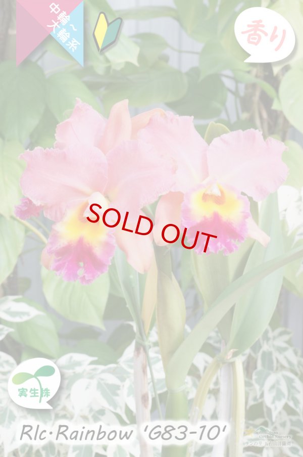 画像8: 【トロピカルな雰囲気を持った夏〜冬咲きカトレア】Rlc.Rainbow’G83-10'(交配種・実生株)カトレア類 レインボー ’G83-10' (8)