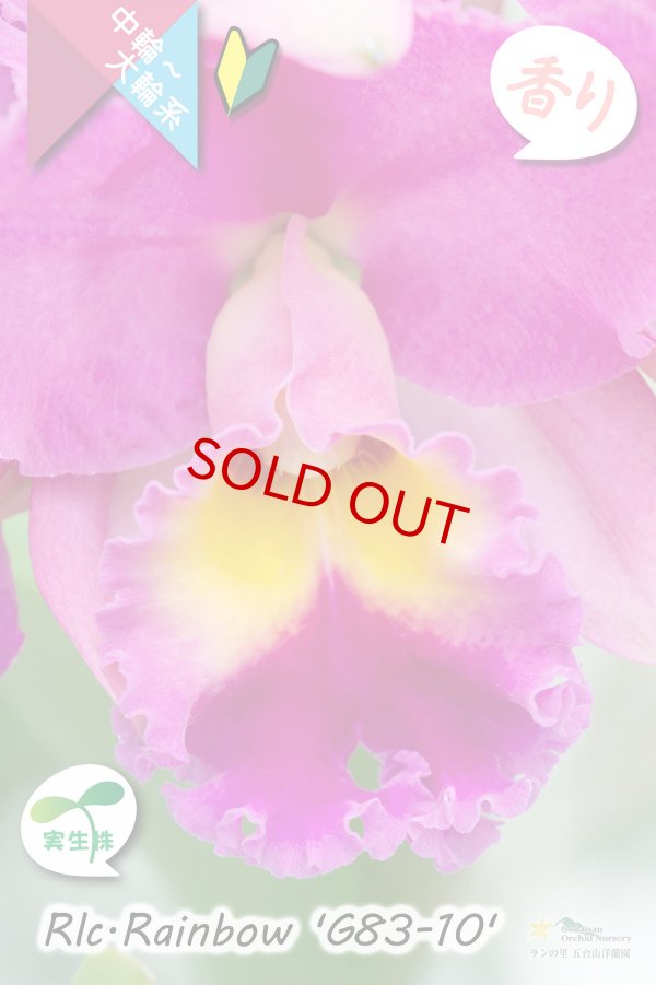 画像2: 【トロピカルな雰囲気を持った夏〜冬咲きカトレア】Rlc.Rainbow’G83-10'(交配種・実生株)カトレア類 レインボー ’G83-10' (2)