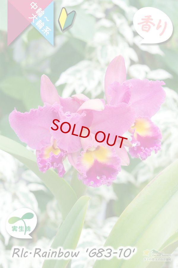 画像3: 【トロピカルな雰囲気を持った夏〜冬咲きカトレア】Rlc.Rainbow’G83-10'(交配種・実生株)カトレア類 レインボー ’G83-10' (3)