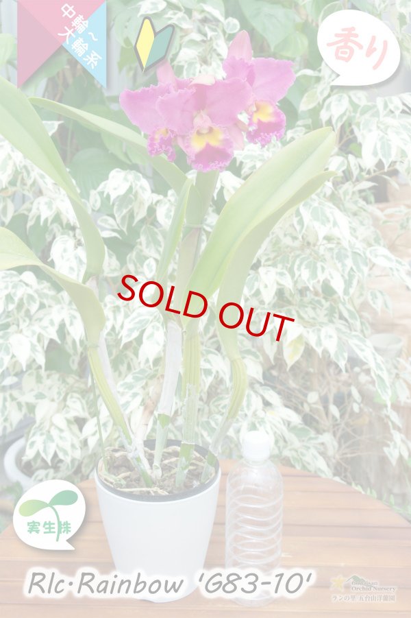画像6: 【トロピカルな雰囲気を持った夏〜冬咲きカトレア】Rlc.Rainbow’G83-10'(交配種・実生株)カトレア類 レインボー ’G83-10' (6)
