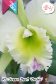 画像2: 【香りを楽しむカトレア】Rlc.Green Devil 'Orchis'（交配種）カトレア類　グリーンデビル ‘オルキス' (2)