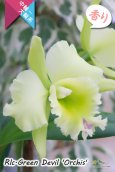 画像3: 【香りを楽しむカトレア】Rlc.Green Devil 'Orchis'（交配種）カトレア類　グリーンデビル ‘オルキス' (3)