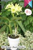 画像6: 【香りを楽しむカトレア】Rlc.Green Devil 'Orchis'（交配種）カトレア類　グリーンデビル ‘オルキス' (6)