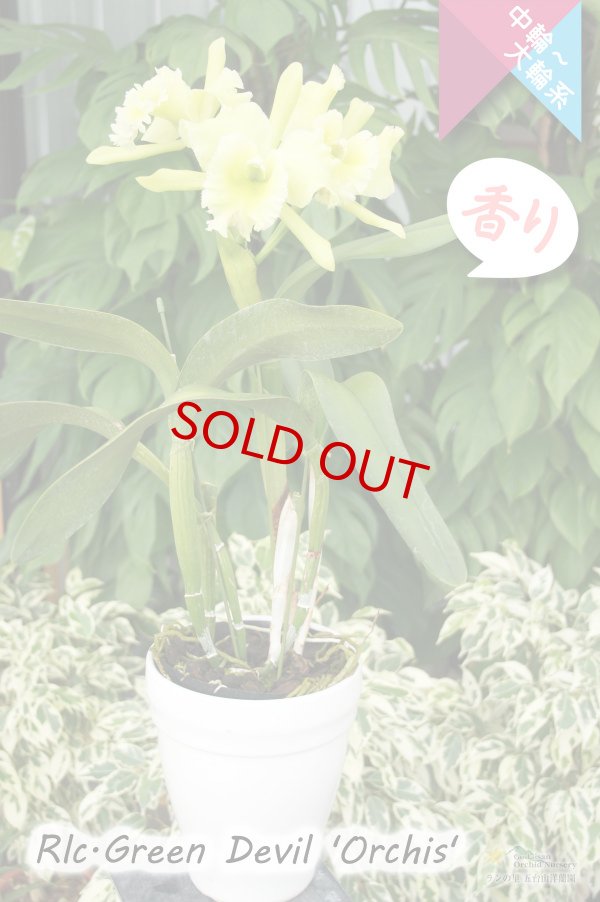 画像6: 【香りを楽しむカトレア】Rlc.Green Devil 'Orchis'（交配種）カトレア類　グリーンデビル ‘オルキス' (6)