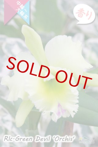 洋蘭専門店 ランの里 五台山洋蘭園「夏咲きカトレア」特集