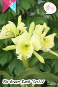 画像5: 【香りを楽しむカトレア】Rlc.Green Devil 'Orchis'（交配種）カトレア類　グリーンデビル ‘オルキス' (5)