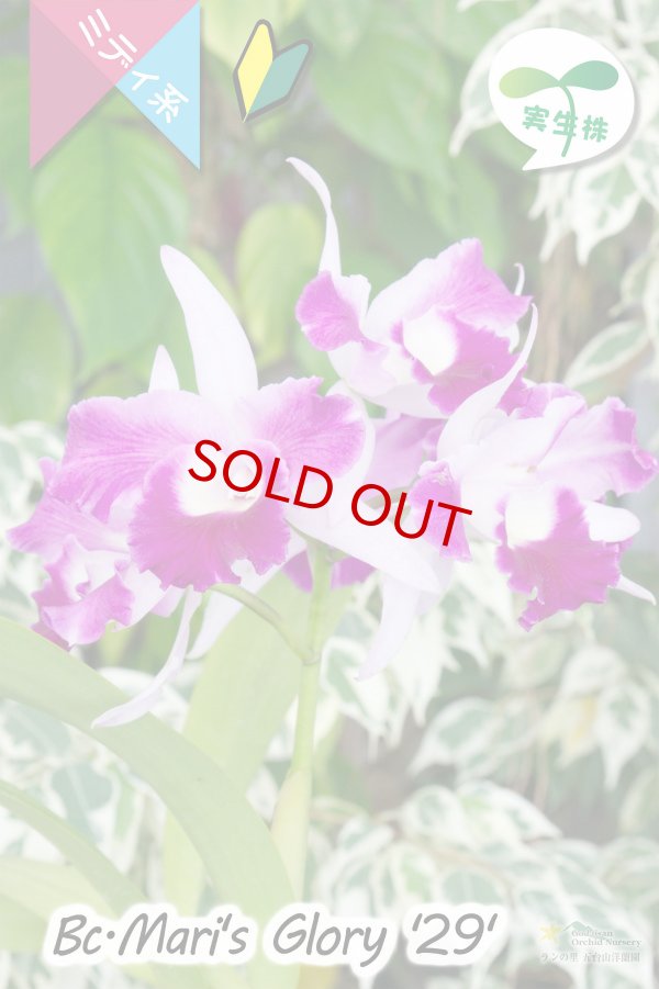 画像2: 【クサビタイプの中輪カトレア・実生株】Bc.Mari's Glory '２９'（交配種・実生株）カトレア系　マリズグローリー‘２９’ (2)