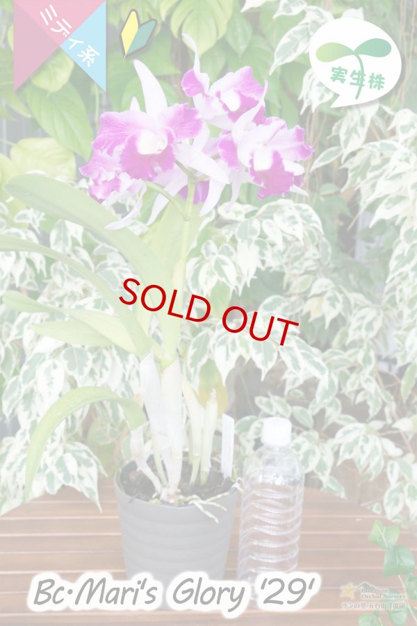 画像4: 【クサビタイプの中輪カトレア・実生株】Bc.Mari's Glory '２９'（交配種・実生株）カトレア系　マリズグローリー‘２９’ (4)