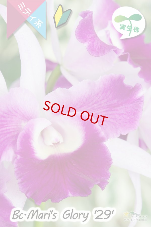 画像3: 【クサビタイプの中輪カトレア・実生株】Bc.Mari's Glory '２９'（交配種・実生株）カトレア系　マリズグローリー‘２９’ (3)
