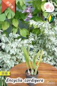 画像7: 【香を楽しめるラン】Encyclia cordigera（原種）エンシクリア　コーディゲラ (7)