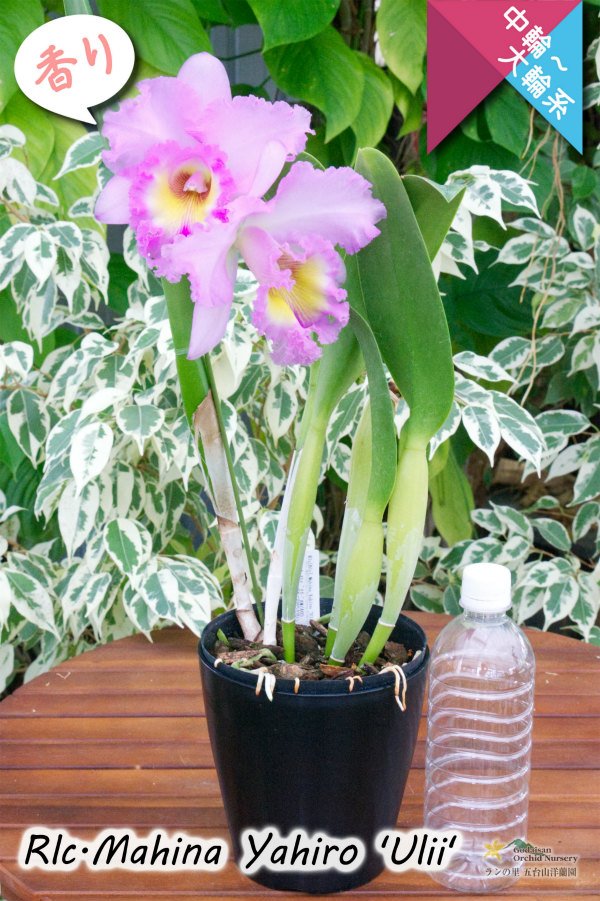 画像5: 【香りの良い大輪ライトピンクカトレア】Rlc.Mahina Yahiro 'Ulii' (交配種)　リンコレリオカトレア　マヒナヤヒロ ‘ウリー' (5)