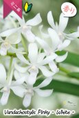 画像2: 【フウラン系の香りがする小型バンダ近縁種】Vandachostylis Pinky - WHITE-（交配種）バンダコスティリス　ピンキー - ホワイト - (2)