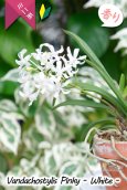 画像3: 【フウラン系の香りがする小型バンダ近縁種】Vandachostylis Pinky - WHITE-（交配種）バンダコスティリス　ピンキー - ホワイト - (3)