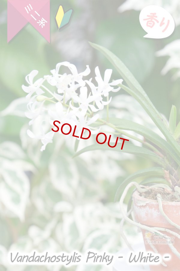 画像3: 【フウラン系の香りがする小型バンダ近縁種】Vandachostylis Pinky - WHITE-(交配種)バンダコスティリス ピンキー - ホワイト - (3)